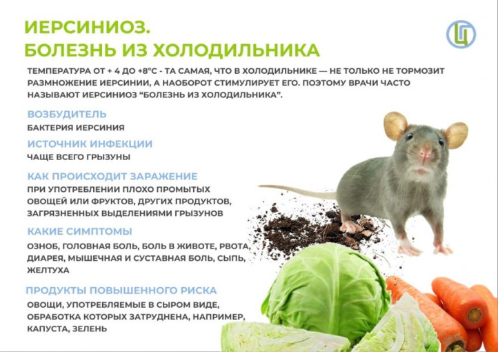 Профилактика иерсиниоза Профилактика иерсиниоза.